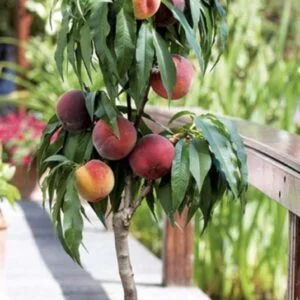 Nykštukinis persikas 'Prunus persica'
