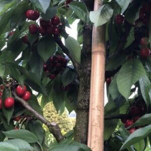 Kolonines tresnes Silva uogos Tado Ukis