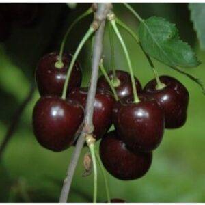 Nykštukinė trešnė'Kordia'