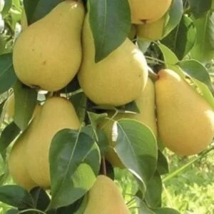 Koloninė kriaušė 'Saphira'