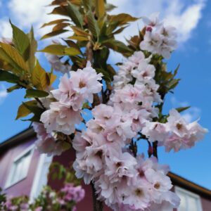 Sakura 'Amanogawa'