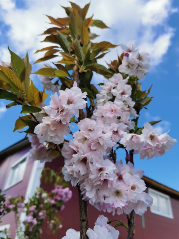 Sakura 'Amanogawa'