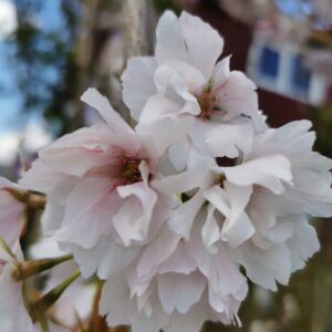 Sakura 'Amanogawa'