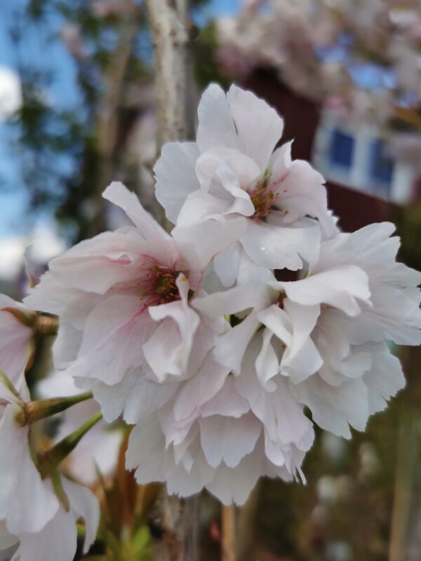 Sakura 'Amanogawa'