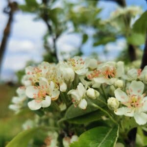 Kriaušės ir šermukšnio hibridas 'Shipova'