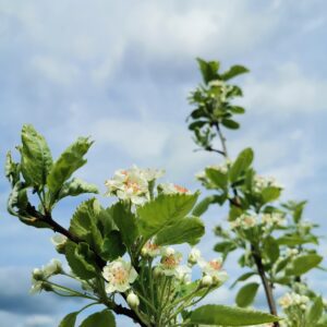 Kriaušės ir šermukšnio hibridas 'Shipova'