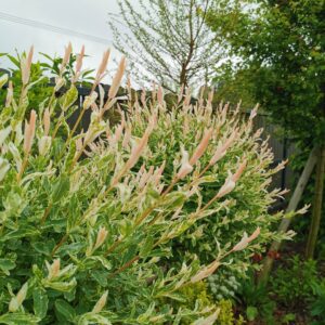 Kamieninis sveikalapis gluosnis 'Hakuro-Nishiki'