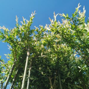 Kamieninis sveikalapis gluosnis 'Hakuro-Nishiki'