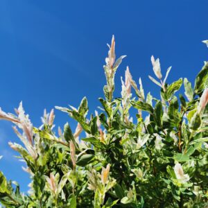 Kamieninis sveikalapis gluosnis 'Hakuro-Nishiki'