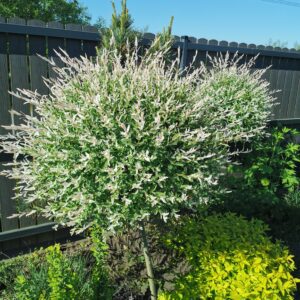 Kamieninis sveikalapis gluosnis 'Hakuro-Nishiki'