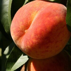 Persikas 'Inka'