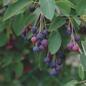 Medlieva alksnialapė 'Northline'