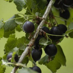 Koloninis serbento ir agrasto hibridas 'Jošta'