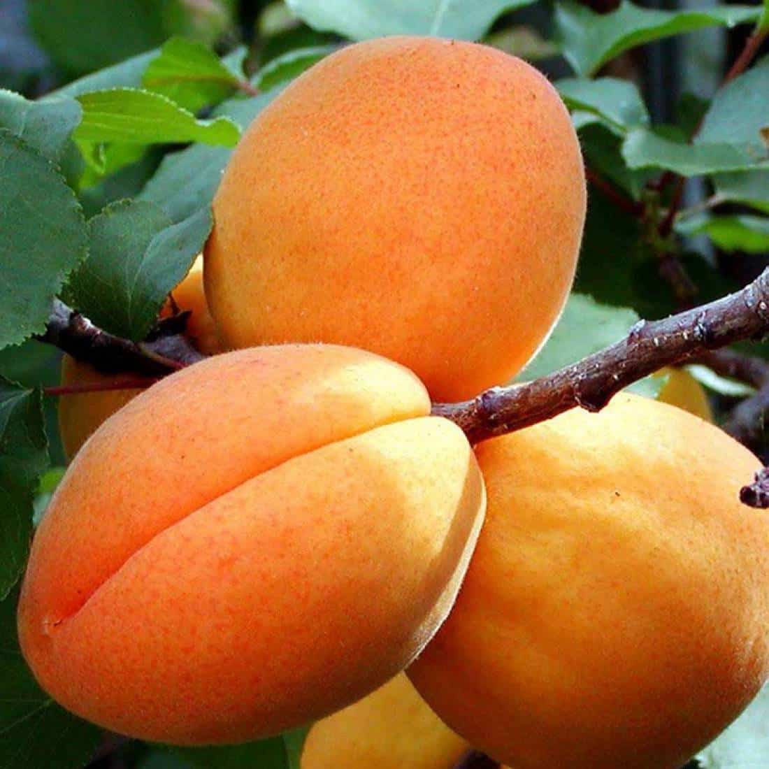 Сорт абрикоса персиковый фото и описание сорта фото