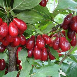 Sedula geltonžiedė 'Florianka'