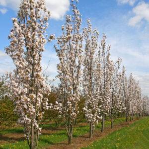 Sakura 'Amanogawa'