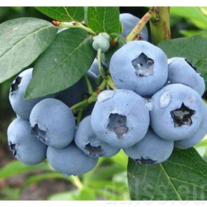 Šilauogė Denise Blue