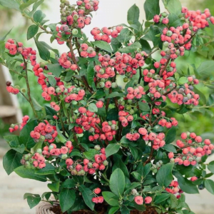 Šilauogė Pink Lemonade