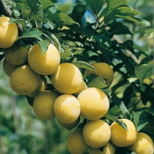 Slyva 'Uleno Renklodė'