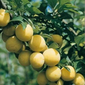 Slyva 'Uleno Renklodė'