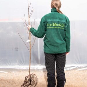 persikas iš Tado ūkio medelyno