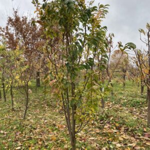 Siauralajė Dapple Dandy