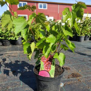 Vynuogė 'Einset seedless' (besėklė)