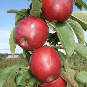 Obelis 'Kovalenkovskoje'