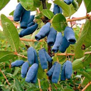 Sausmedis valgomasis 'Leningradskij Velikan'