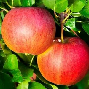 Koloninė obelis 'Akademičeskaja'