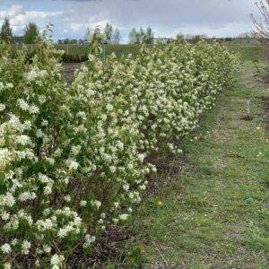 Medlievų gyvatvorė žydėjimo metu