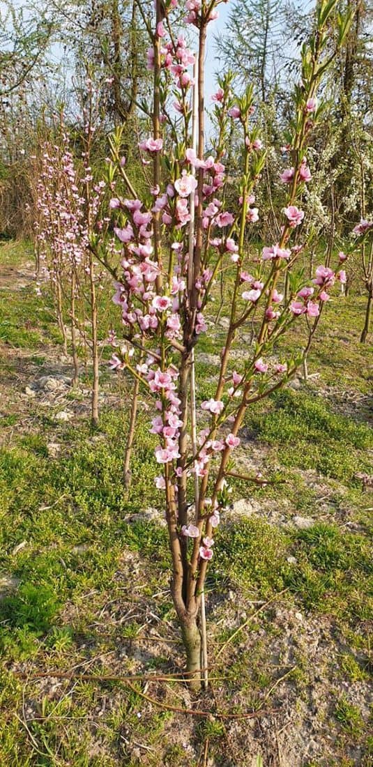 koloninis persikas zydi