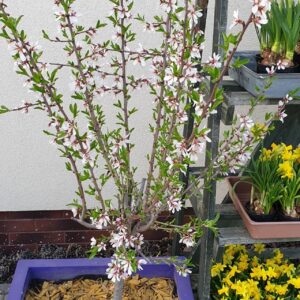 mini abrikosas vazone