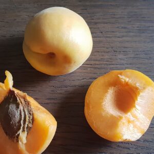 compacta abrikoso vaisiai