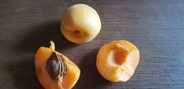 compacta abrikoso vaisiai