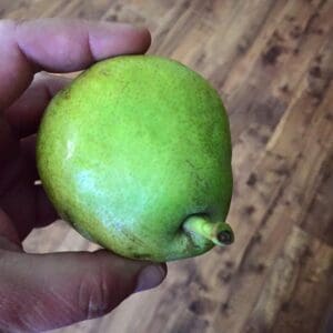 Kriaušė Nykštukinė Garde Parl