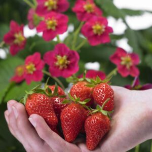 svyranti_braske_uogos