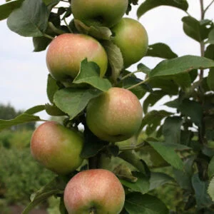 Koloninė obelis LETNIA