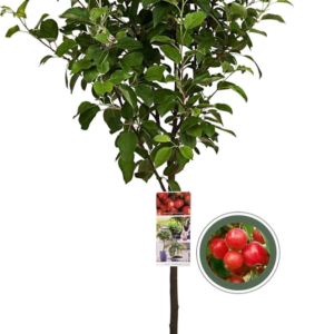 Obelis Svyranti Rojaus