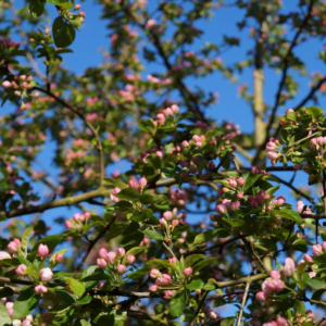 Obelis Svyranti pumpurai