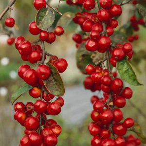 Obelis Rojaus Svyranti vaisiai