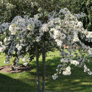 Svyranti rojaus obelis 'Red Sentinel'