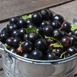 Stiebinis juodasis serbentas 'Bona'