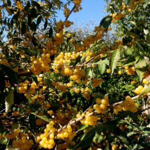 Žilakrūmis 'Fortunella'