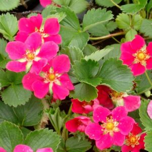 ziedai ryskiai roziniai braskes