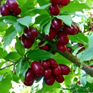 Sedula geltonžiedė 'Elegantnij' uogos 4