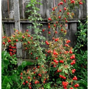 Valgomoji erškėtrožė Rosa rugosa 'Carpatia'