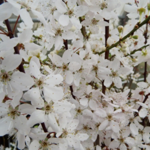 Slyva Kaukazinė žiedai