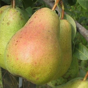 Kriaušė Erika vaisiai derėjimo metu Tado Ukis