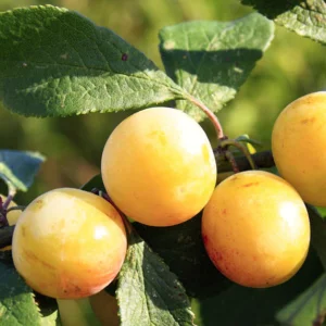 Nykštukinė slyva 'Ontario' vaisiai